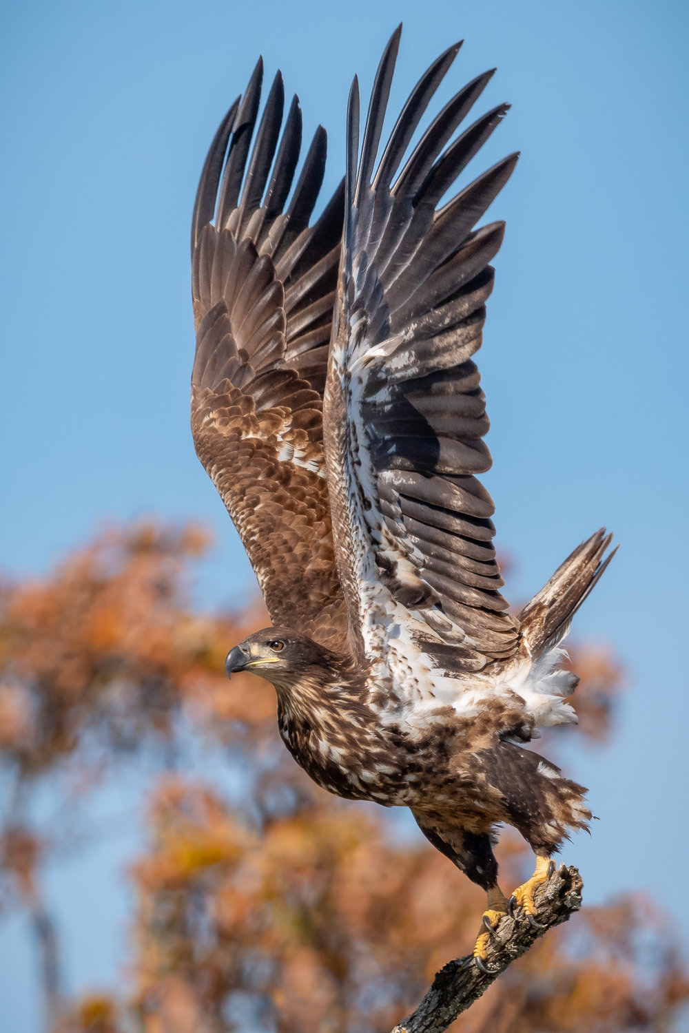 A young bald eagle stretches his wings.